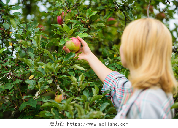 妇女在果园摘苹果妇女持有苹果园背景。农场生产有机天然产品。女孩质朴的风格采集苹果收获花园的秋天天。农夫采摘成熟的果子从树。收获季节概念